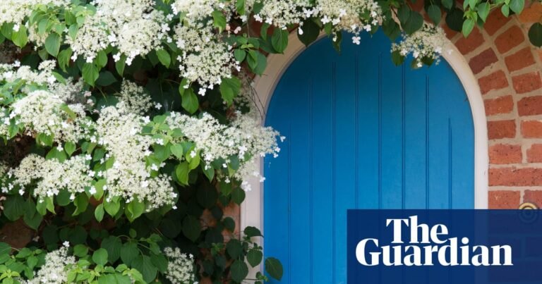 10 of the best climbing plants for your garden, from honeysuckle to sweet pea | Gardens