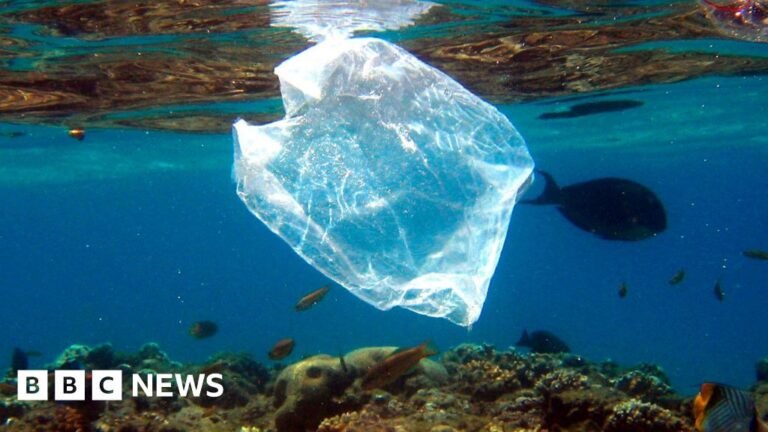 Have bans and fees curbed shoreline litter?