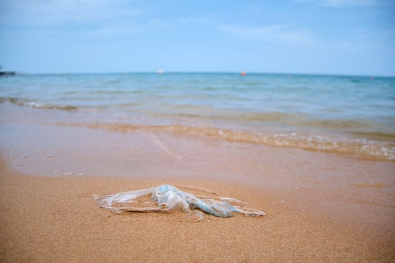 Here’s How Plastic Bag Bans Are Keeping Trash off Shorelines