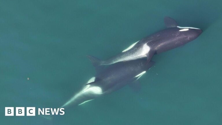 Killer whales 'massage' each other using kelp