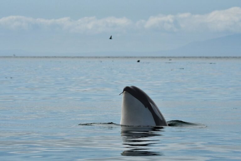 Orcas’ Social Skin-Care Routine Uses Kelp as a Tool