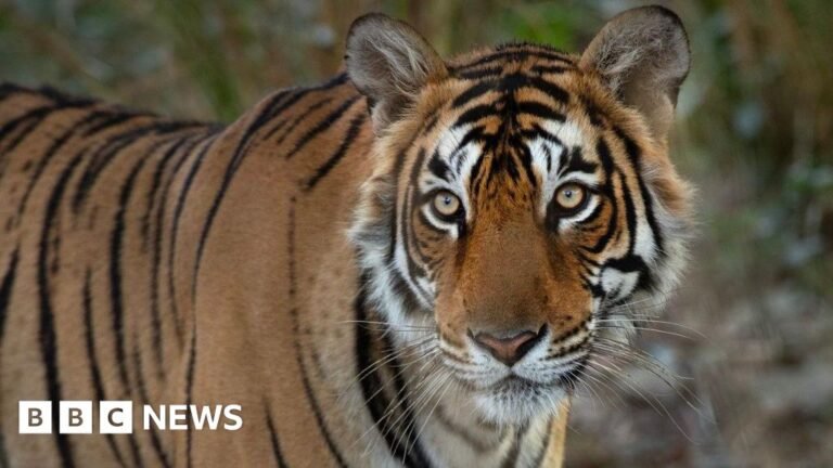 Remembering India's iconic crocodile-hunting tigress