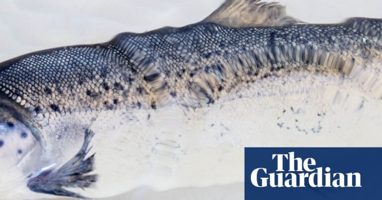 Something fishy: the best of Belfast photo festival – in pictures